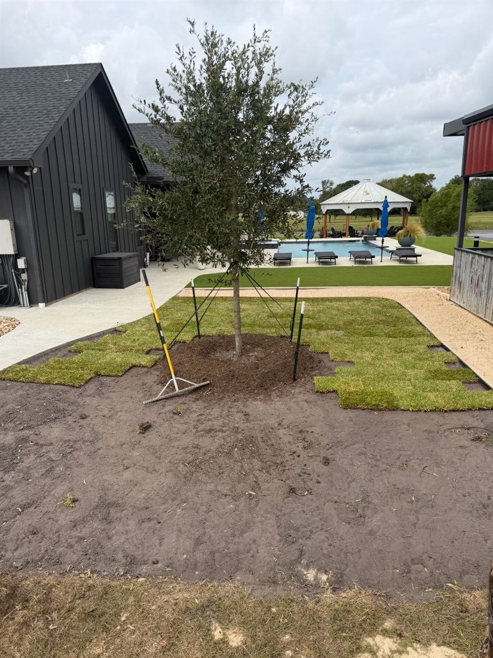 Newly planted live oak with fresh sod